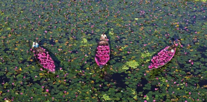 Vista aérea tomada con un dron de agricultores cosechando lirios de agua, en el distrito de Barishal, en el sur de Bangladesh. El cultivo y la comercialización de lirios de agua proporcionan una importante fuente de sustento para muchos aldeanos locales, y la cosecha suministra a los mercados de todo el país.