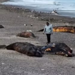 La situación se tornó crítica en los últimos días tras el hallazgo masivo de al menos 29 ballenatos sin vida, lo que encendió de inmediato las alarmas de las autoridades locales.