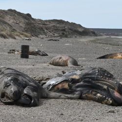 El fenómeno generó una rápida movilización del Instituto de Conservación de Ballenas y de investigadores del CONICET para determinar las causas biológicas de sus muertes.