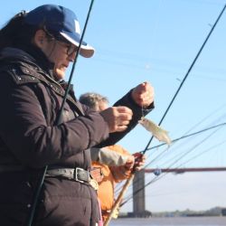 Entre las distintas alternativas para capturar sardinas, la denominada pesca al vuelo es una de las más entretenidas y efectivas. La técnica puede parecer sencilla, aunque requiere atención y precisión para encontrar el ritmo de trabajo adecuado.