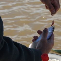 Entre las distintas alternativas para capturar sardinas, la denominada pesca al vuelo es una de las más entretenidas y efectivas. La técnica puede parecer sencilla, aunque requiere atención y precisión para encontrar el ritmo de trabajo adecuado.