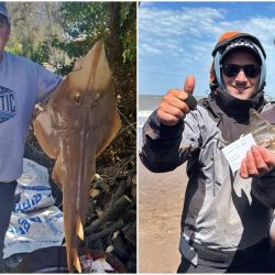 La captura de Luis Nervi también generó comentarios entre los pescadores que siguen el circuito de concursos de la costa bonaerense. El pez violín es una especie que ha sido retirada de distintos concursos de pesca, debido a consideraciones vinculadas con su conservación. 