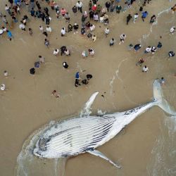 Esta imagen aérea muestra a bañistas congregados alrededor del cadáver de una ballena que recaló en City Beach, Perth. El cuerpo del animal atrajo la atención del público mientras las autoridades locales supervisaban la zona y evaluaban las circunstancias de su muerte. | Foto:ANTONY DICKSON / AFP