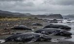 Registran más de 70 ballenas francas australes muertas en lo que va del año en Puerto Madryn