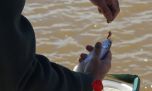 Sardinas del Guazú: la apasionante pesca que desafía a los aficionados