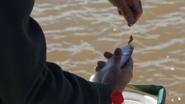 Entre las distintas alternativas para capturar sardinas, la denominada pesca al vuelo es una de las más entretenidas y efectivas. La técnica puede parecer sencilla, aunque requiere atención y precisión para encontrar el ritmo de trabajo adecuado.