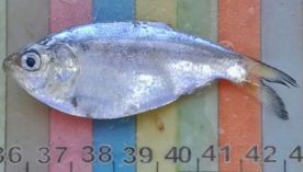 2809_pesca 