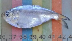 2809_pesca 