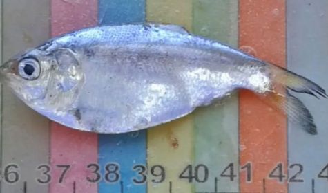 2809_pesca 