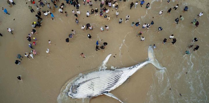 Esta imagen aérea muestra a bañistas congregados alrededor del cadáver de una ballena que recaló en City Beach, Perth. El cuerpo del animal atrajo la atención del público mientras las autoridades locales supervisaban la zona y evaluaban las circunstancias de su muerte.