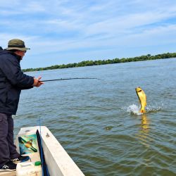 En Florencia, la pesca de dorados está atravesando un muy buen momento, mientras que durante los últimos días también se obtuvieron algunos surubíes de muy buen porte.