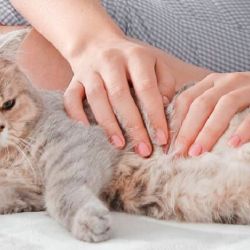 El 35% de los gatos sufre de sobrepeso u obesidad, un factor ambiental crítico que eleva el riesgo urinario.