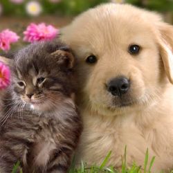 La norma multa el abandono de perros y gatos.