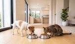 ¿Por qué una buena nutrición es fundamental para la salud urinaria de nuestras mascotas?