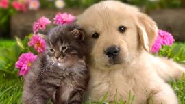 La norma multa el abandono de perros y gatos.
