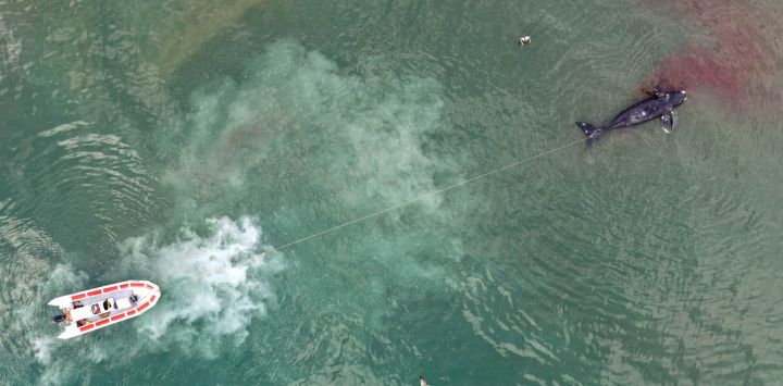 Vista aérea de una embarcación remolcando la cría muerta de una ballena franca austral en Puerto Madryn, Chubut, Argentina.