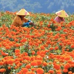 Agricultores cosechan flores de caléndula, en Tengchong, en la provincia de Yunnan, en el suroeste de China. Los agricultores se encuentran inmersos en las labores del campo durante el periodo del Rocío Blanco (Bailu), uno de los 24 términos solares que marcan la condensación del rocío y el comienzo del descenso de las temperaturas. | Foto:Xinhua/Gong Zujin