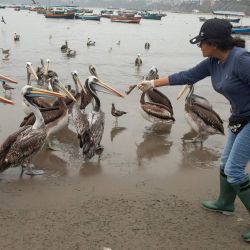 Imagen de la voluntaria, Rosario Julián Mauricio, alimentando pelícanos en el muelle de Pescadores, en el distrito de Chorrillos, en Lima, Perú. La peruana Rosario Julián Mauricio, de 45 años de edad, ha decidido acudir cada fin de semana, desde hace un par de meses, a un muelle del distrito de Chorrillos, ubicado en el sur de Lima, la capital de Perú, para alimentar a pelícanos, ante la escasez de peces provocada por el fenómeno climatológico de El Niño. | Foto:Xinhua/Mariana Bazo
