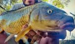 La carpa como alimento balanceado: el proyecto de Río Negro para aprovechar una especie problemática