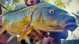 El proyecto que analiza Río Negro combina dos problemas diferentes: el manejo de una especie introducida y el aprovechamiento de residuos de la actividad acuícola.