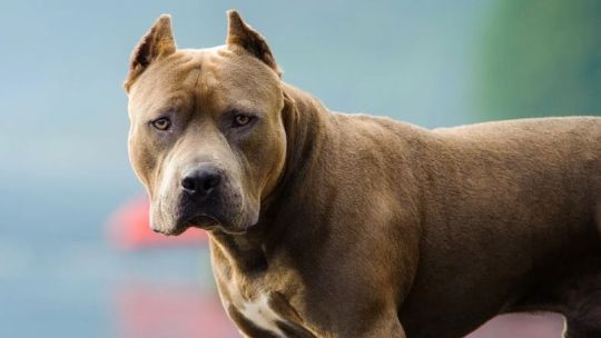 Villa Allende: una mujer de 82 años fue atacada por un pitbull y sufrió una fractura de fémur