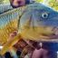 3009_carpa