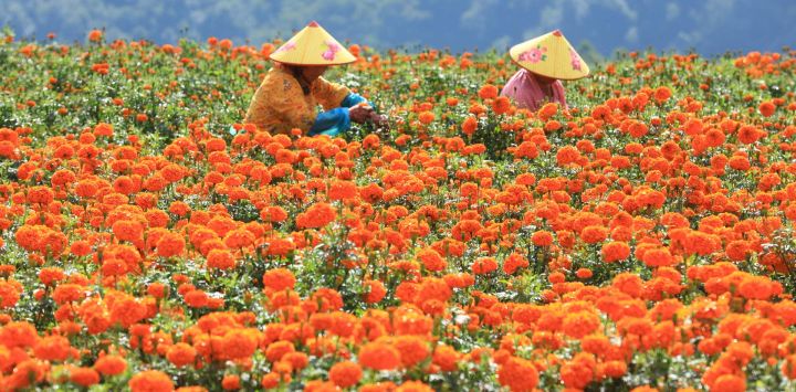 Agricultores cosechan flores de caléndula, en Tengchong, en la provincia de Yunnan, en el suroeste de China. Los agricultores se encuentran inmersos en las labores del campo durante el periodo del Rocío Blanco (Bailu), uno de los 24 términos solares que marcan la condensación del rocío y el comienzo del descenso de las temperaturas.