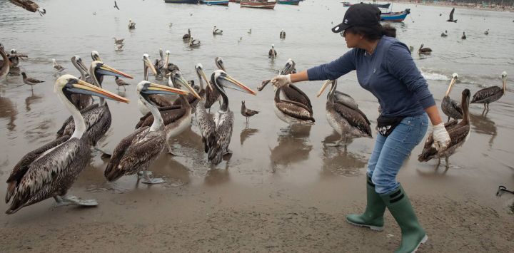 Imagen de la voluntaria, Rosario Julián Mauricio, alimentando pelícanos en el muelle de Pescadores, en el distrito de Chorrillos, en Lima, Perú. La peruana Rosario Julián Mauricio, de 45 años de edad, ha decidido acudir cada fin de semana, desde hace un par de meses, a un muelle del distrito de Chorrillos, ubicado en el sur de Lima, la capital de Perú, para alimentar a pelícanos, ante la escasez de peces provocada por el fenómeno climatológico de El Niño.