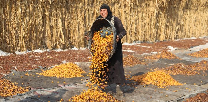 Una agricultora esparce dátiles en el suelo para que se sequen, en la aldea de Dahshur, en Giza, Egipto.
