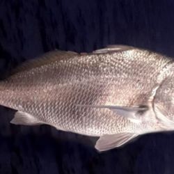 La situación resulta particularmente interesante porque se trata de una especie que se desplaza por ambientes costeros vinculados al Río de la Plata y el Atlántico, aunque las medidas de manejo dependen de la jurisdicción correspondiente.