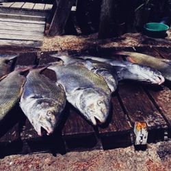 La situación resulta particularmente interesante porque se trata de una especie que se desplaza por ambientes costeros vinculados al Río de la Plata y el Atlántico, aunque las medidas de manejo dependen de la jurisdicción correspondiente.