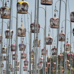 Unas tórtolas cebradas permanecen en sus jaulas durante un concurso anual de canto de aves por el Trofeo Real de la princesa tailandesa Sirindhorn, en la provincia meridional tailandesa de Narathiwat. | Foto:Madaree Tohlala / AFP