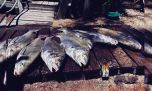 Veda para la corvina negra en Uruguay: qué pasa con la pesca de esta especie en Argentina