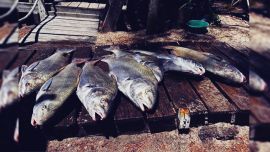 La situación resulta particularmente interesante porque se trata de una especie que se desplaza por ambientes costeros vinculados al Río de la Plata y el Atlántico, aunque las medidas de manejo dependen de la jurisdicción correspondiente.