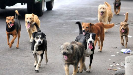 Envenenamiento de 211 perros en Deán Funes: ratifican condena a 4 años de prisión para el exintendente Facchín 