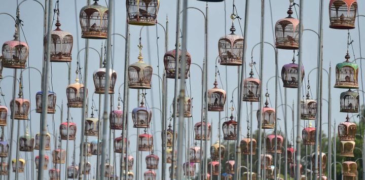 Unas tórtolas cebradas permanecen en sus jaulas durante un concurso anual de canto de aves por el Trofeo Real de la princesa tailandesa Sirindhorn, en la provincia meridional tailandesa de Narathiwat.