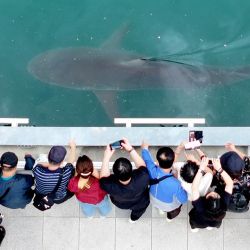 Esta fotografía aérea muestra a visitantes observando un tiburón de 3,5 metros atrapado en un canal artificial en la ciudad portuaria de Busan, en el sureste del país. Un tiburón extraviado se ha convertido en una celebridad inesperada en Corea del Sur, atrayendo a multitudes, recibiendo elogios del alcalde local e incluso influyendo en el mercado de valores. | Foto:YONHAP / AFP