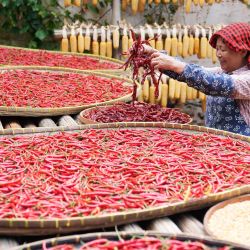 Imagen de Cao Fudi secando chiles en el área escénica de Huangling, en la provincia de Jiangxi, en el este de China. Cao Fudi, una aldeana de 64 años de edad, ahora trabaja en el área escénica de Huangling haciendo una demostración de Shaiqiu, una práctica tradicional de secar al sol los cultivos cosechados en otoño. | Foto:Xinhua/Wan Xiang