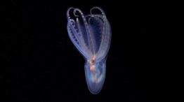 Pulpo telescopio (Amphitretus sp.) documentado a 888 metros de profundidad en el cañón de Mar del Plata