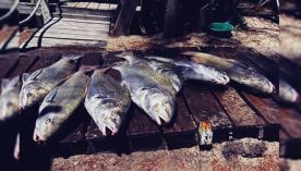 0210_pesca 