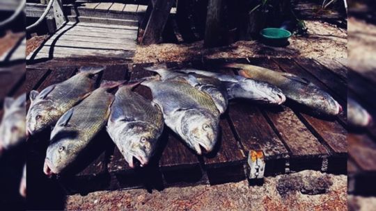 Veda para la corvina negra en Uruguay: qué pasa con la pesca de esta especie en Argentina