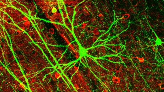 Descubren que cada impulso eléctrico de una neurona conserva rastros del pasado inmediato