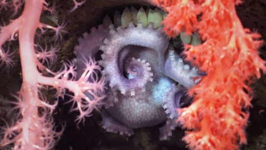 “Loki”, corales y crustáceos: cuáles son las 57 nuevas especies del mar argentino