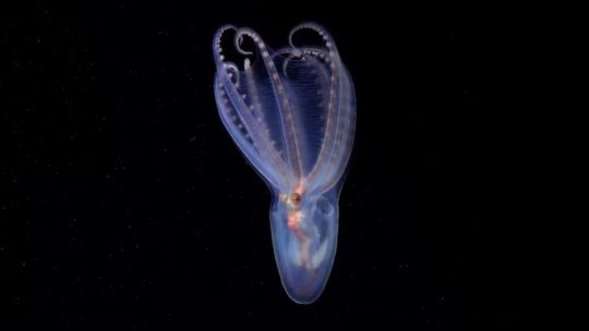 El CONICET identificó 57 especies nuevas para la ciencia en los cañones submarinos del Mar Argentino