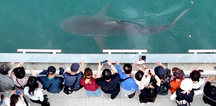 Esta fotografía aérea muestra a visitantes observando un tiburón de 3,5 metros atrapado en un canal artificial en la ciudad portuaria de Busan, en el sureste del país. Un tiburón extraviado se ha convertido en una celebridad inesperada en Corea del Sur, atrayendo a multitudes, recibiendo elogios del alcalde local e incluso influyendo en el mercado de valores.