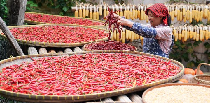 Imagen de Cao Fudi secando chiles en el área escénica de Huangling, en la provincia de Jiangxi, en el este de China. Cao Fudi, una aldeana de 64 años de edad, ahora trabaja en el área escénica de Huangling haciendo una demostración de Shaiqiu, una práctica tradicional de secar al sol los cultivos cosechados en otoño.
