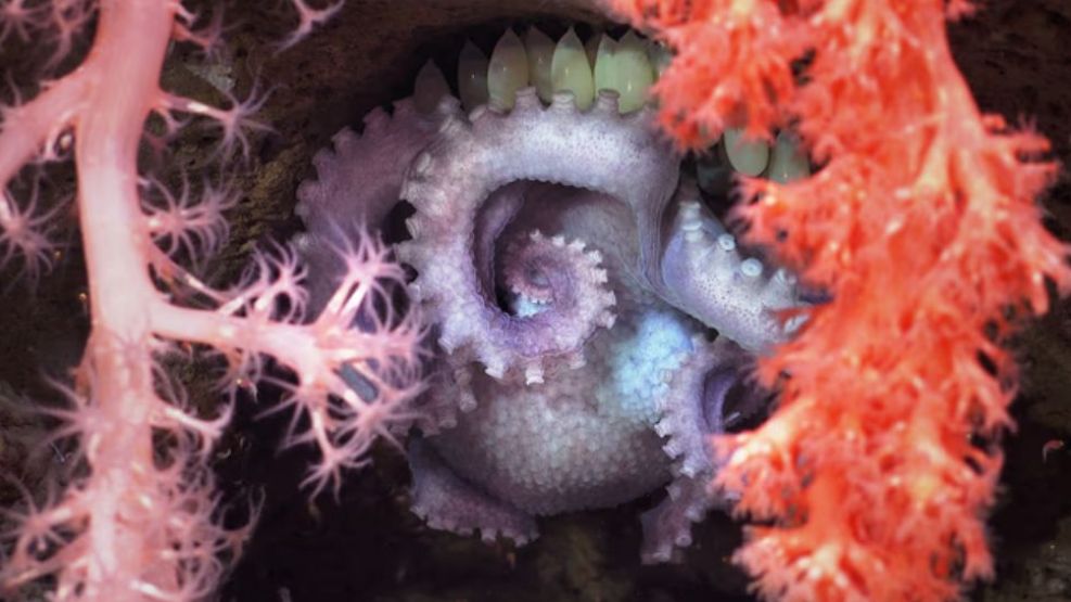 nuevas especies marinas
