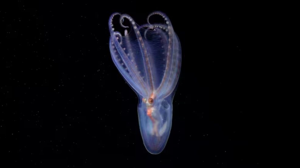 Pulpo telescopio (Amphitretus sp.) documentado a 888 metros de profundidad en el cañón de Mar del Plata
