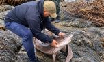 La increíble captura de un tiburón pintarroja que terminó siendo cocinado