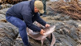 El pescador uruguayo mostró paso a paso cómo capturó un tiburón pintarroja en Maldonado. El pez terminó en la mesa familiar.